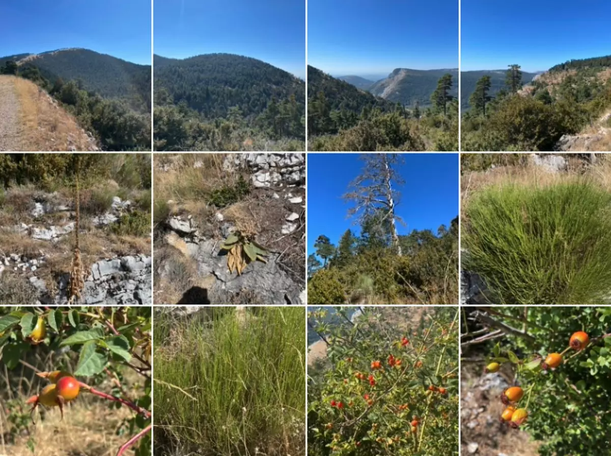 Capture d’écran 2024-09-05 à 13.55.38_resultat